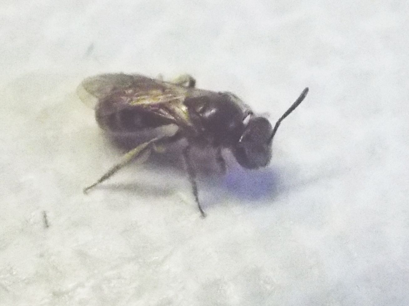 Da identificare..:  cfr. Lasioglossum sp. (Apidae Halictinae)